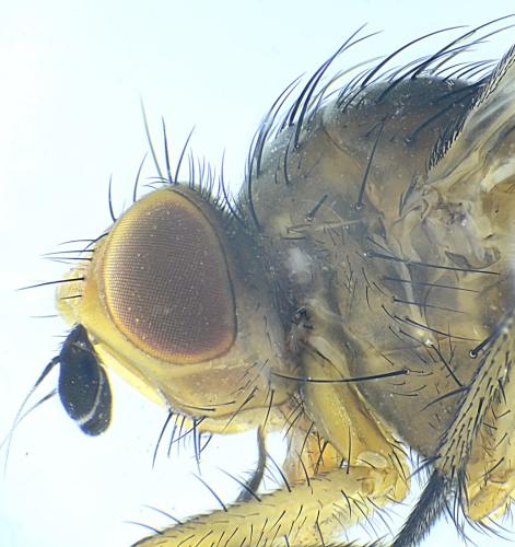 Réf. 316 734 : Pegomya sp.